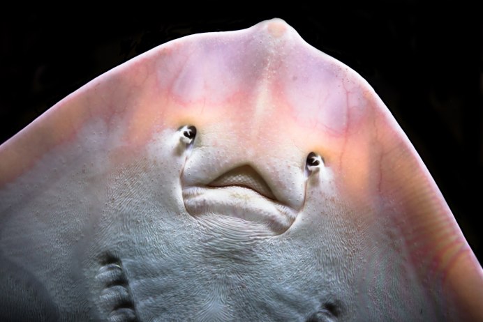Stingray механический Скат