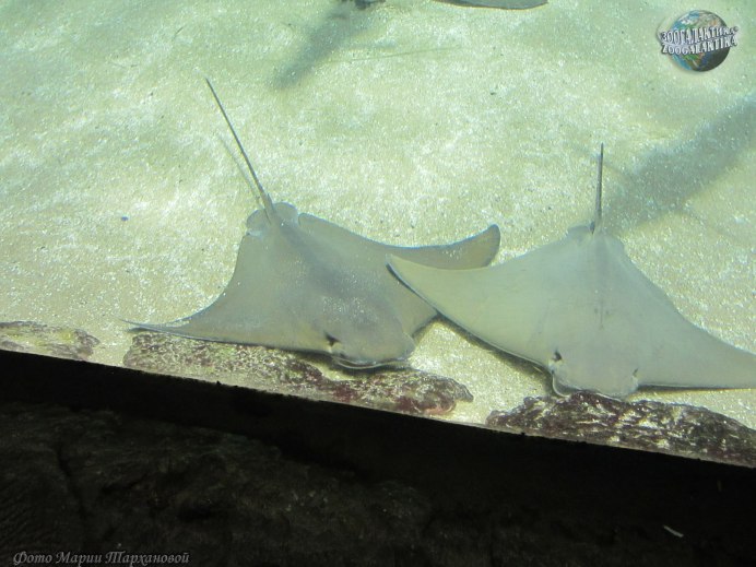 Rhinoptera bonasus