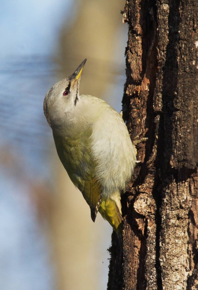 Желтобрюхий дятел