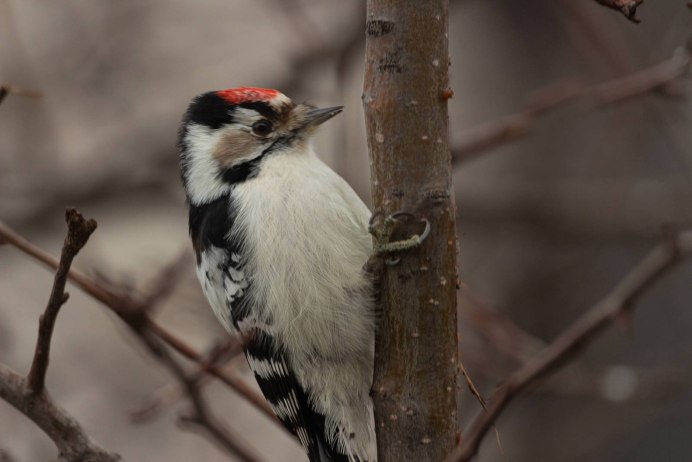 Белоспинный дятел птица