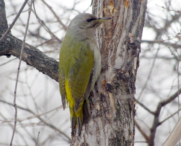 Сибирский белоспинный дятел