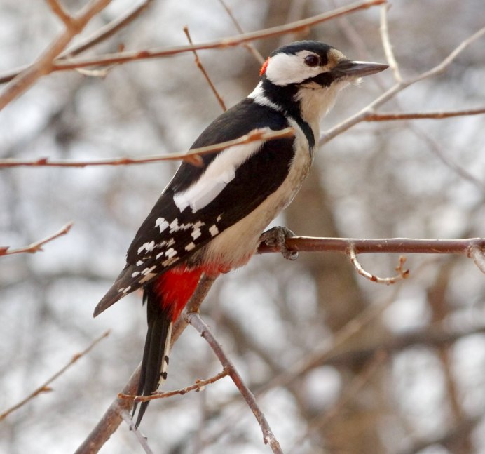 Краснохвостый дятел