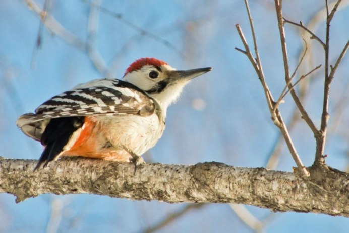 Разновидность Дятлов Ярославской области