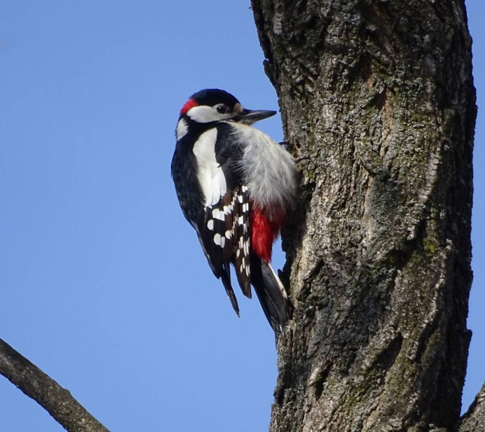 Птицы Урала дятел