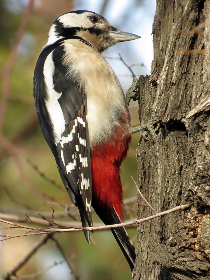 Птицы России дятел