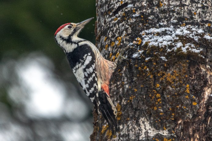 Дятел Сибирский