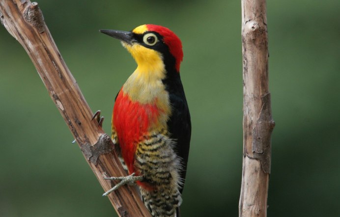 Африканский дятел