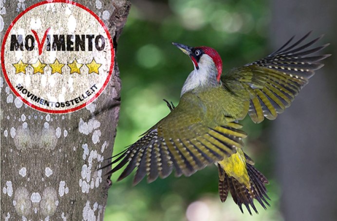 Зелененькая птичка Сибири