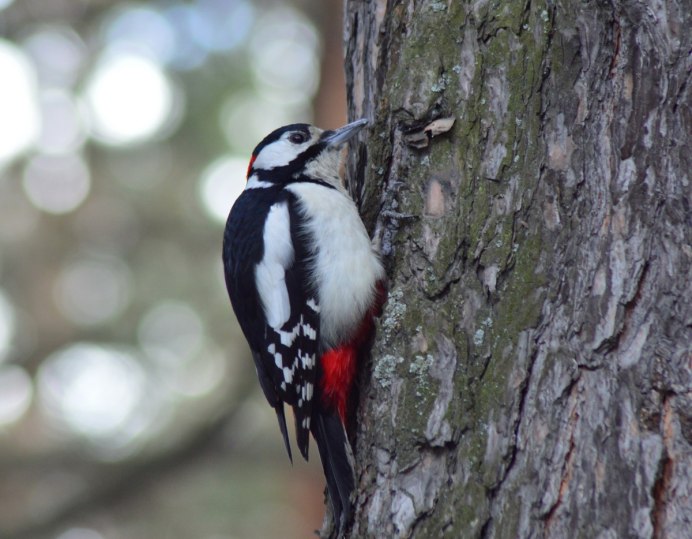 Дятел Сибирский