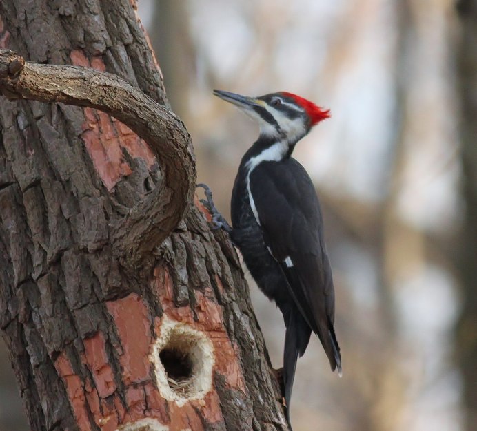 Дятлы Урала