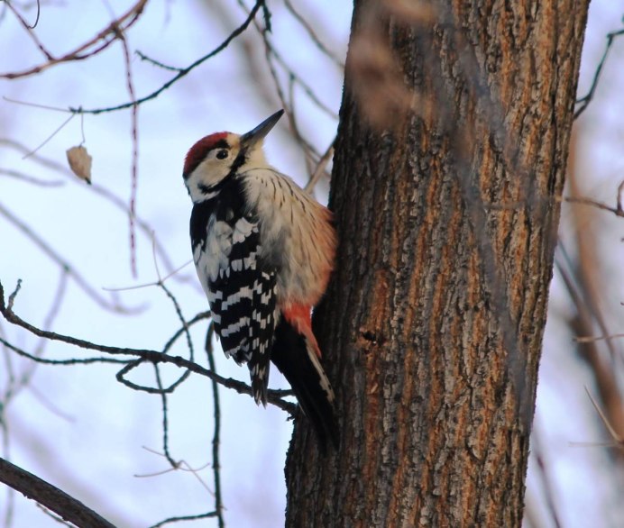 Дятел хохлатая Желна