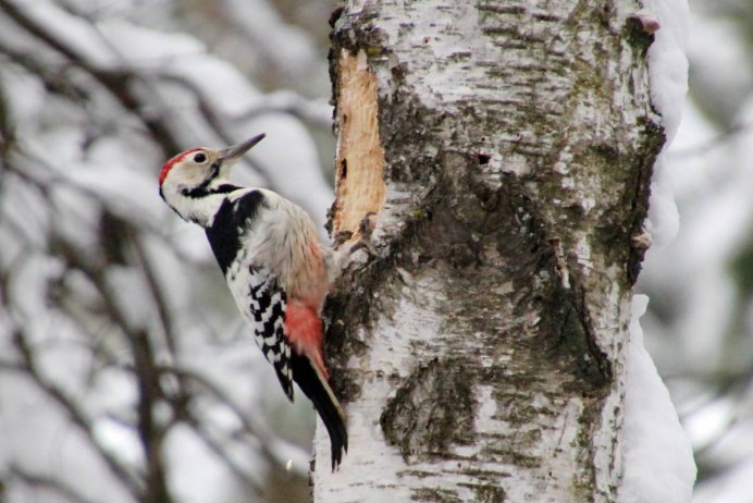 Средний дятел Dendrocopos Medius