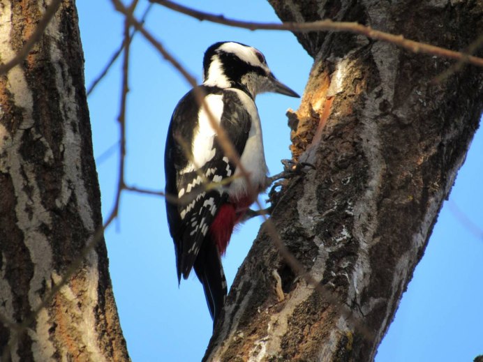 Дятел Саянский