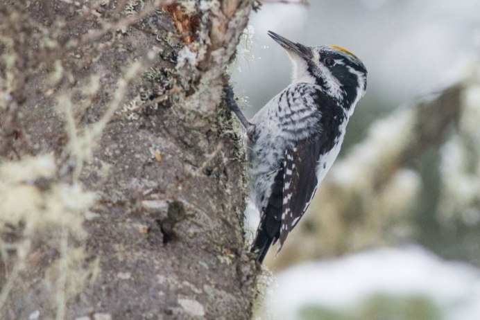 Каролинский меланерпес