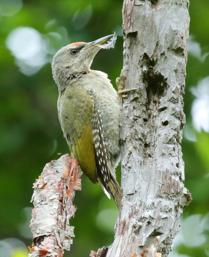 Золотой шилоклювый дятел