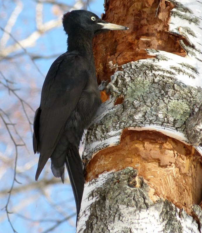 Желтоголовый дятел