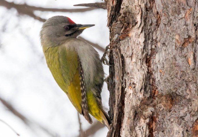 Белорусский дятел
