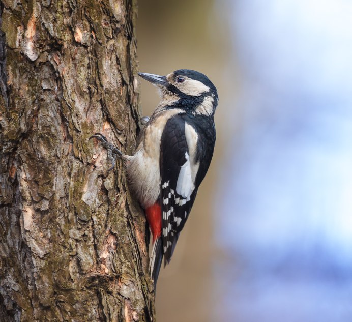 Птицы Подмосковья дятел