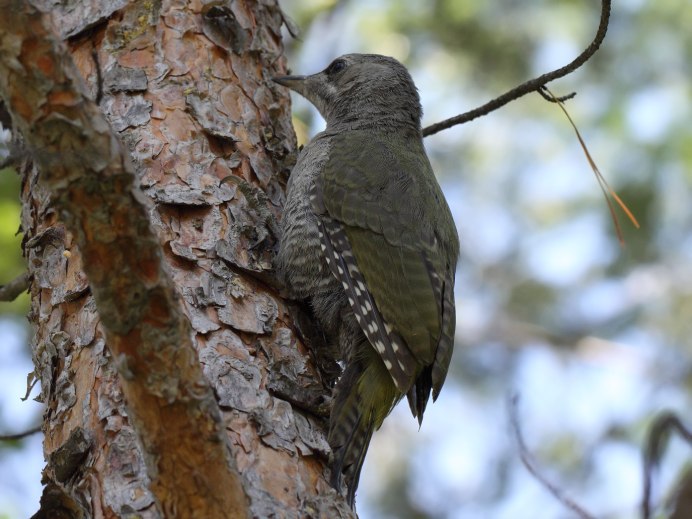 Сизый дятел