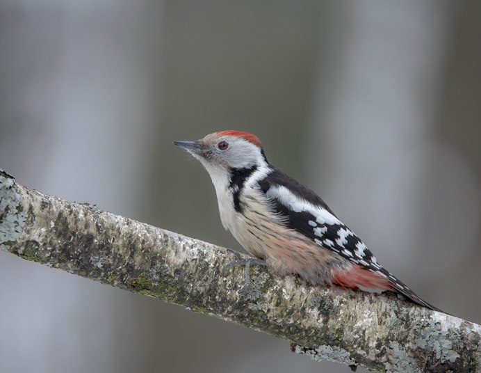 Оранжевоспинный дятел