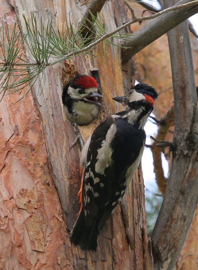 Малый пестрый трехпалый дятел