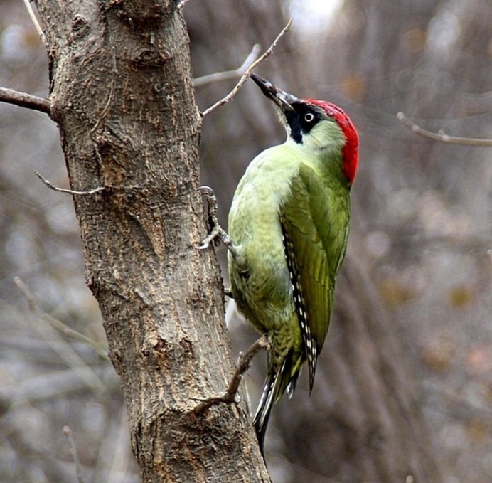Красноголовый меланерпес