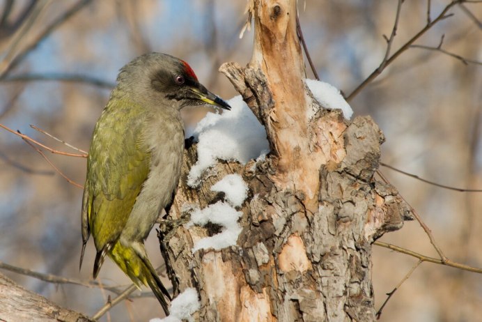 Зелёный дятел ареал