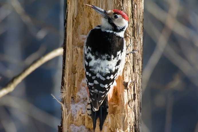Большой пестрый дятел Сибири