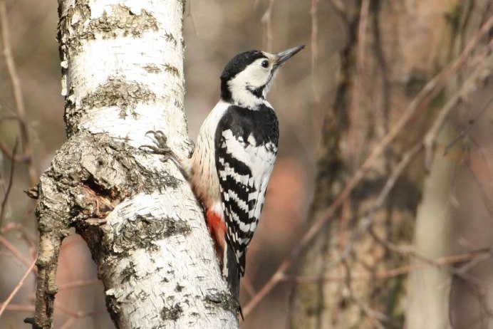 Разновидность Дятлов в Сибири