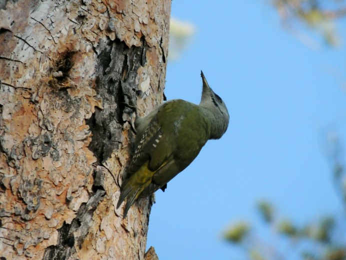 Дятел белоспинный Приморский край