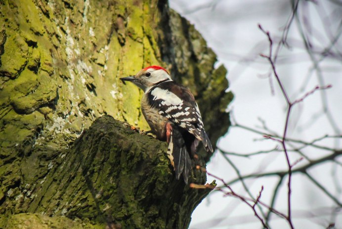Дятел Сибирский