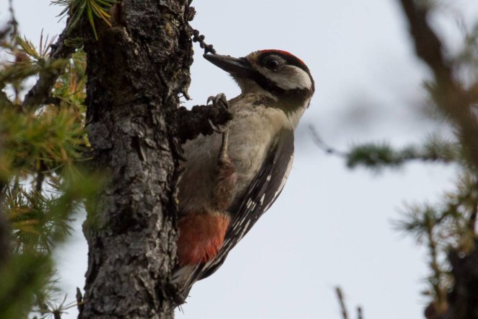 Дятел Ленинградская область