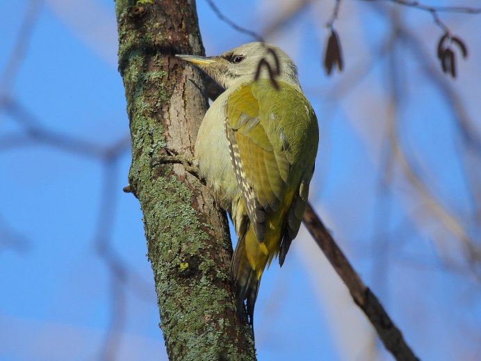 Седой дятел (Picus canus)