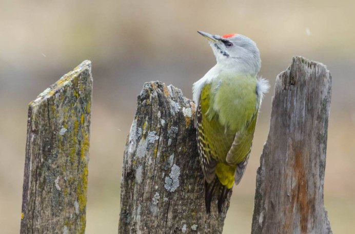 Белоспинный дятел птенец