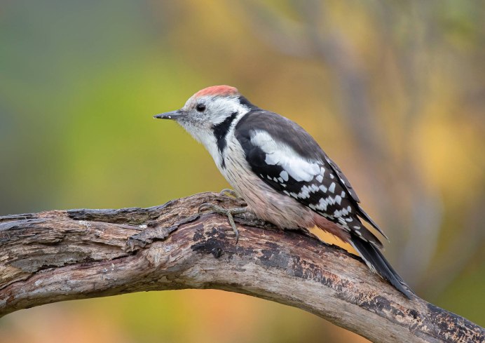 Большой пёстрый дятел