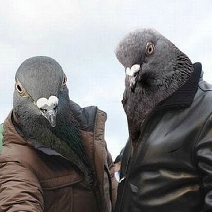 Синелапая олуша