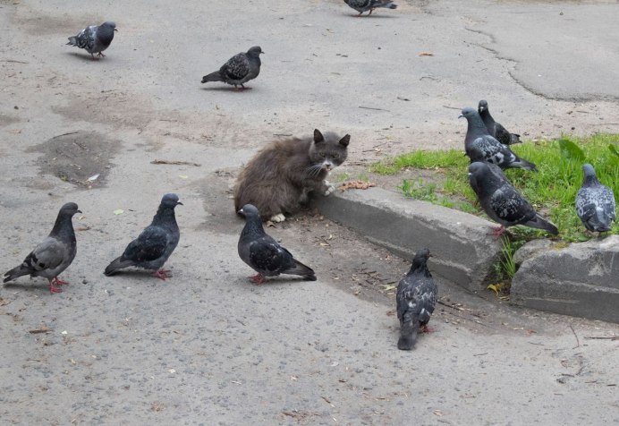 Голубь на аву