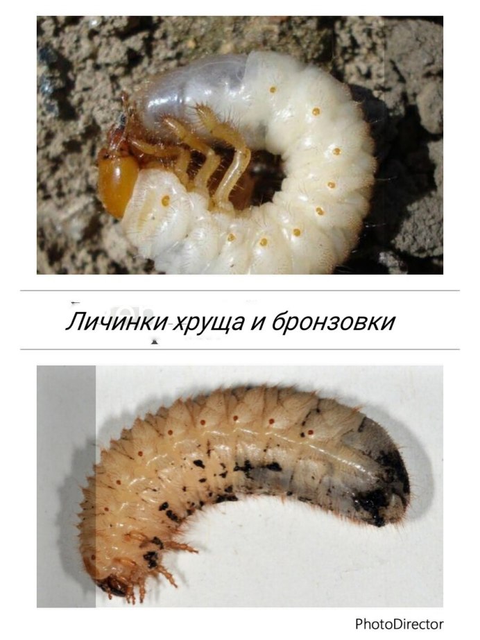 Личинки пластинчатоусых Жуков