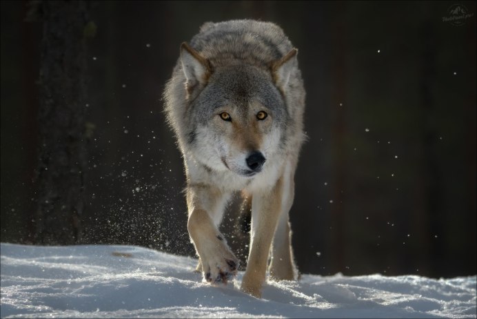 Кенайский волк canis Lupus alces