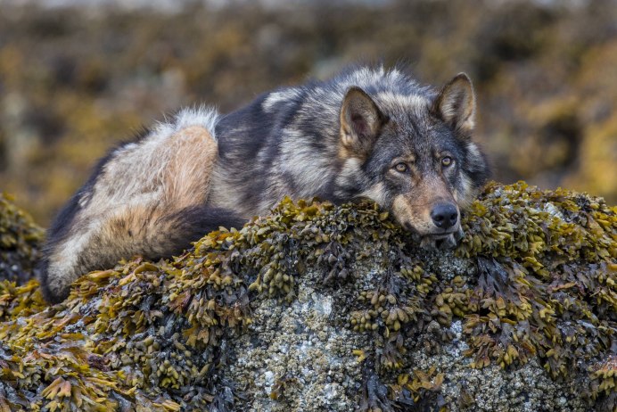 ДЕАГОСТИНИ зимние хищники волк canis Lupus tundrarum