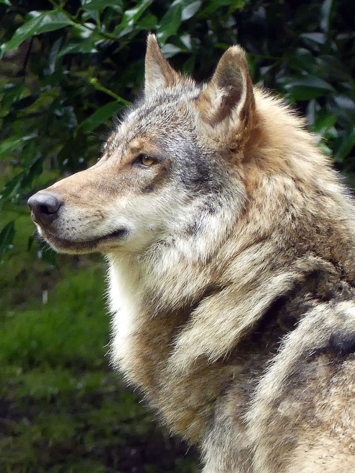 Canis Lupus Lycaon