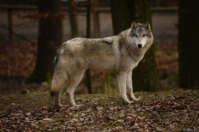 Canis Lupus tundrarum