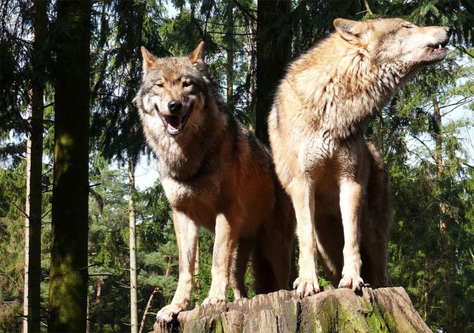 Волк - canis Lupus l.
