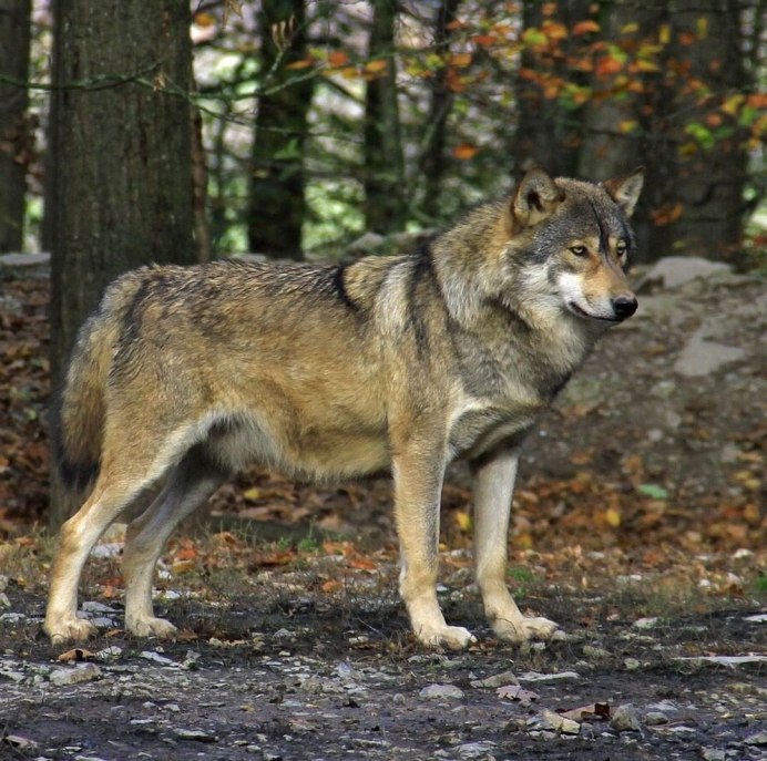 Волк canis Lupus