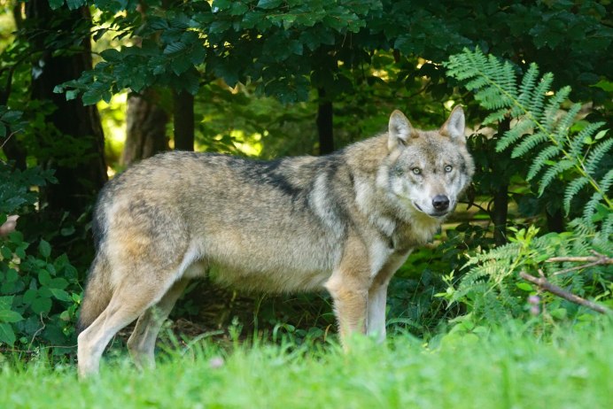 Серый волк canis Lupus