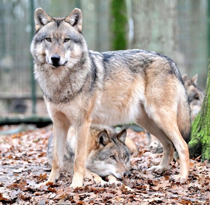 Волк - canis Lupus l.