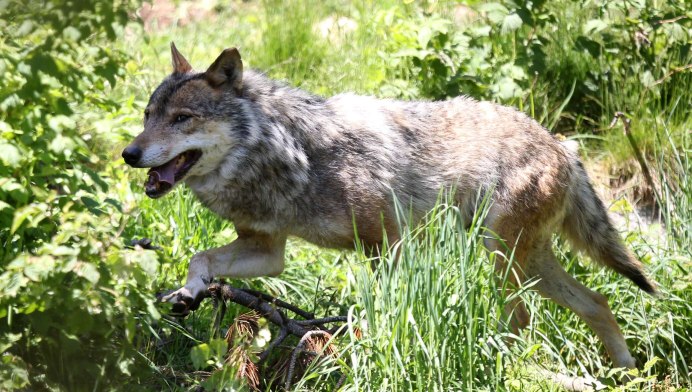 Canis Lupus Campestris