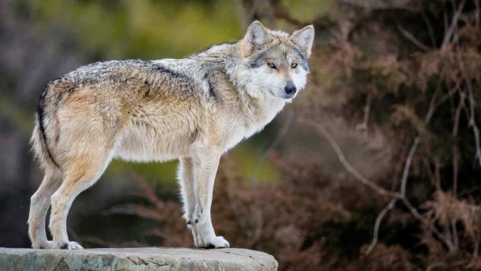 Canis Mosbachensis