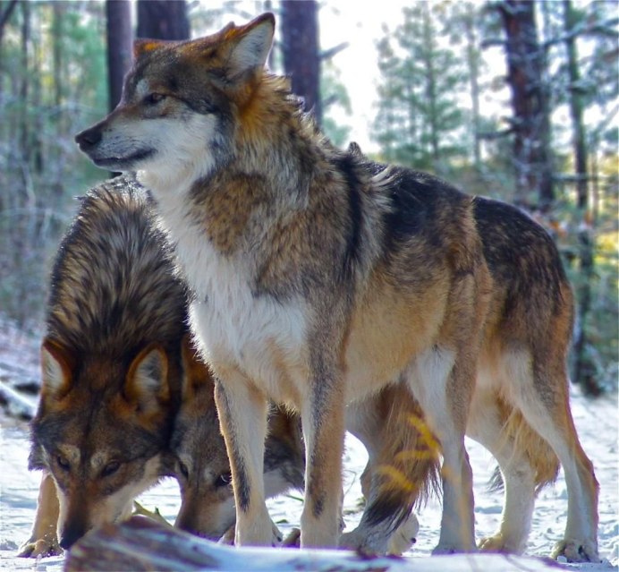 Canis Lupus baileyi
