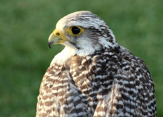 Соколиные Falconidae
